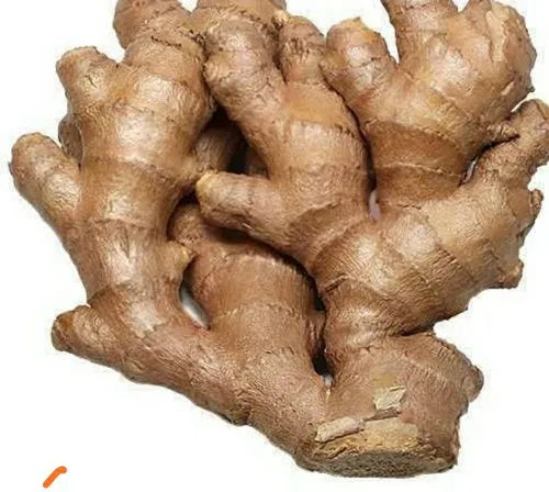 GINGER (ADA, ADRAK)