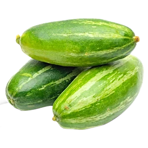 POINTED GUARD (POTALA, ପୋଟଳ)