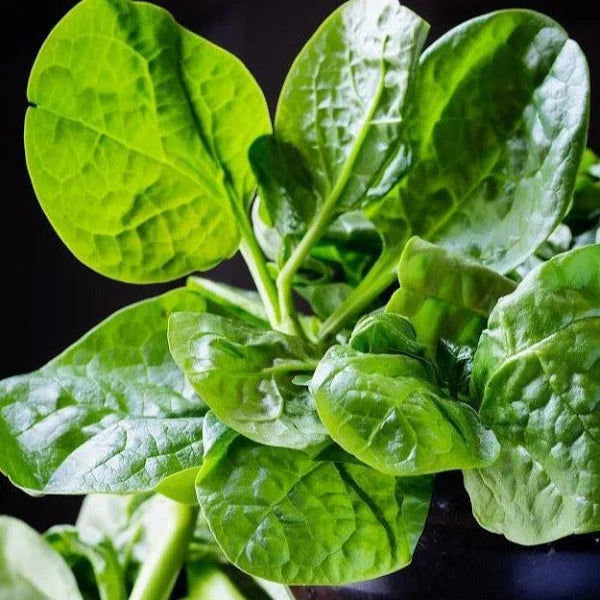 SPINACH (POI SAGA, ପୋଇ ଶାଗ)